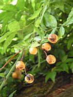 Arbre a chapelets - Melia azedarach (02) (Photo F. Mrugala)